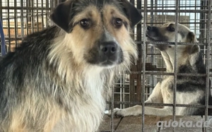 Unsicherer Findus sucht Schutz und Liebe Bild 5