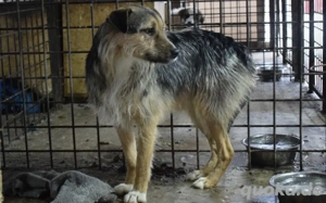 Unsicherer Findus sucht Schutz und Liebe Bild 2