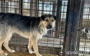 Unsicherer Findus sucht Schutz und Liebe Bild 3