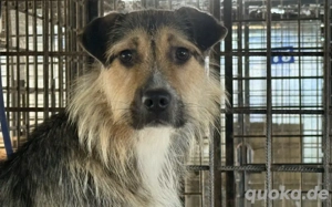 Unsicherer Findus sucht Schutz und Liebe Bild 6