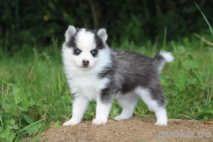 Wunderschöne Pomsky welpen