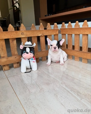 Französische Bulldoggen Welpen mit Ahnentafel