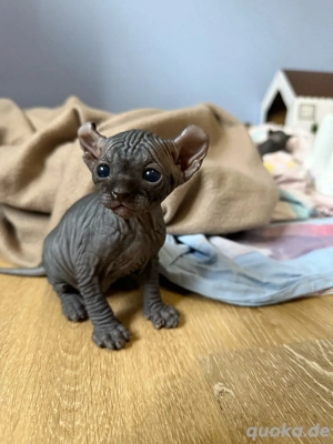 Wunderschöne Kanadische Sphynx mit Tasthaaren