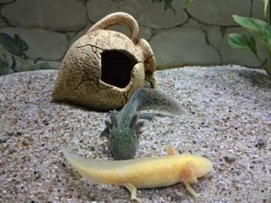 Axolotl direkt vom Züchter. Bd-geprüft. Wasserpflanzen-Begleitfische.Versand Di.-Do. Bild 3