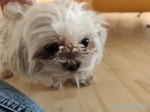mini Malteser Hündin