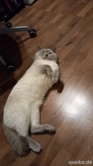 Deckkater BKH Britisch Kurzhaar