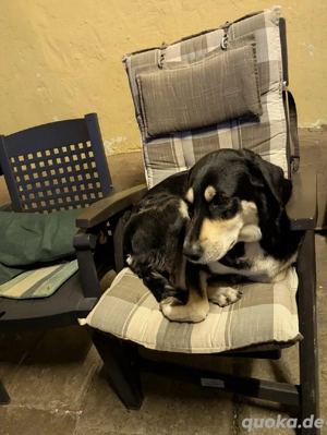 Hündin Melody sucht verantwortungsvolles Zuhause 