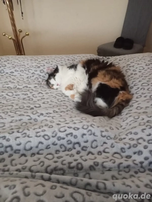 Perser Katze abzugeben 