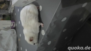 hamster junge verkaufen