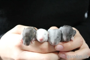 Ratten Farbratten Jungtiere aus staatlich geprüfter und liebevoller Zucht 
