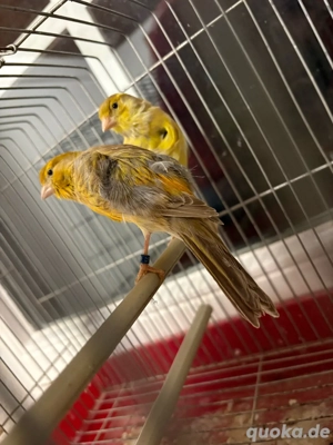 Florino-Vogel-Pärchen (Hahn & Henne) 