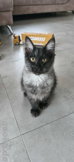 Kurilian Bobtail Kitten Katzenbaby Katze Kater mit Stammbaum 