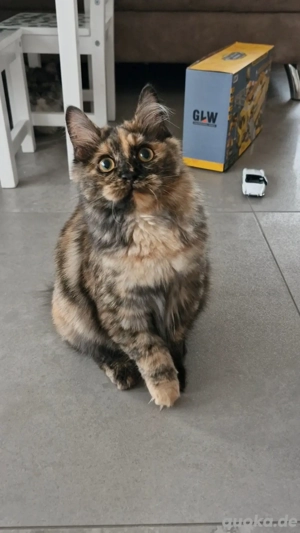 Kitten in besonder Farbe Katzenbaby Katze Kurilian Bobtail mit Stammbaum 