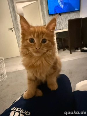 Kleine süsse Maine -Coon baby katzen 