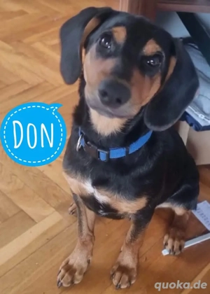 Don, junger Mischling Beagle   Bracke
