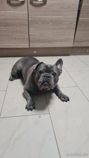 französische bulldoggen rüde 