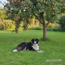 Harry B 65 cm   ein treuer Prachtkerl [auf Pflegestelle in D-55422 Bacharach-Steeg] Bild 8