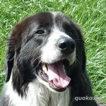 Harry B 65 cm   ein treuer Prachtkerl [auf Pflegestelle in D-55422 Bacharach-Steeg]