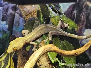  Gekko vittatus - Streifengecko  wieder zur Abgabe in Altötting 69,-  