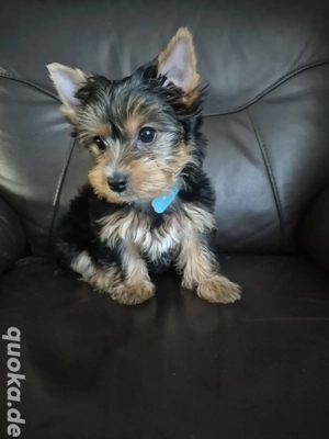 yorkshire terrier Welpen zum verkauf
