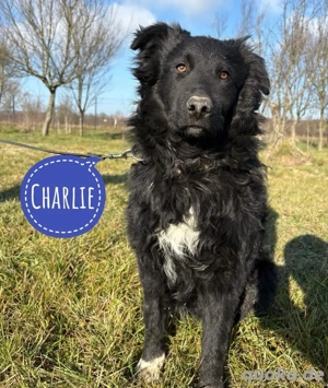 Charlie, prächtiger und wunderschöner Junghund
