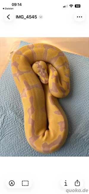 0.1 Königspython ( Superbanana Enchi Pastel pos .....