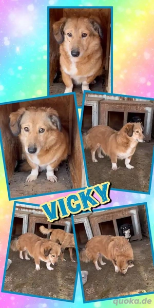 kleine, süße Hündin "Vicky" sucht dringend ein liebevolles Zuhause