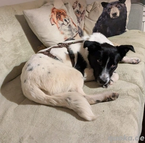 Falk ca. 50 cm - der Hübsche [auf Plegestelle in 49838 Langen]