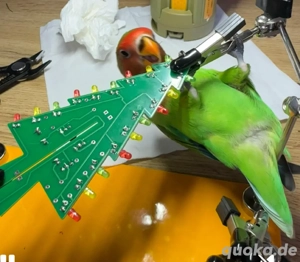 Zahme handaufgezogene Agaporniden   Jungtiere ab Ende Juni  Reservierung möglich Bild 5