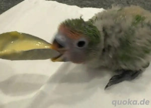 Zahme handaufgezogene Agaporniden   Jungtiere ab Ende Juni  Reservierung möglich Bild 4