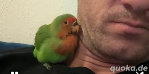 Zahme handaufgezogene Agaporniden   Jungtiere ab Ende Juni  Reservierung möglich Bild 2