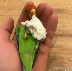 handaufgezogene Apagonien