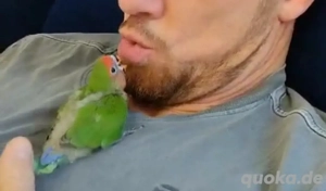 Zahme handaufgezogene Agaporniden   Jungtiere ab Ende Juni  Reservierung möglich Bild 3