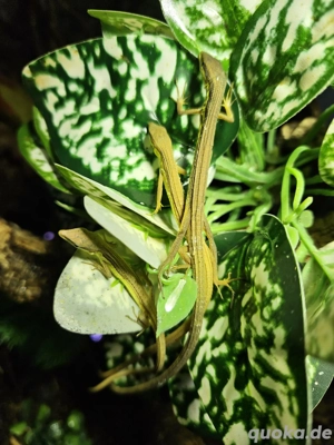 Sechsstreifen-Langschwanzeidechse ,Takydromus sexlineatus  wieder eingetroffen in Altötting 