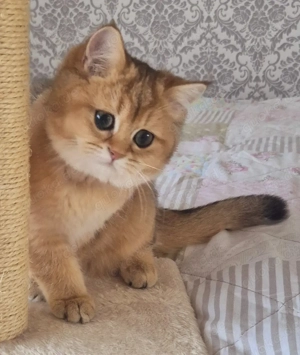 BKH  BLH Britische Kitten mit Stammbaum 