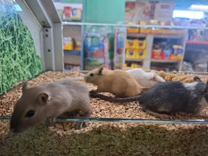 Schöne junge Wüstenrennmäuse   Gerbils eingetroffen in Altötting 30,- 