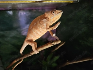 Pantherchamäleon Ambilobe Red Furcifer pardalis Weibchen Subadult 150,-  in Altötting abzugeben