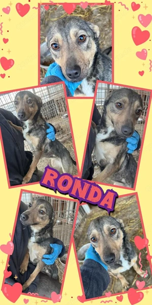 liebe, kleine, mit Artgenossen super verträgliche Hündin "Ronda" sucht ein Zuhause