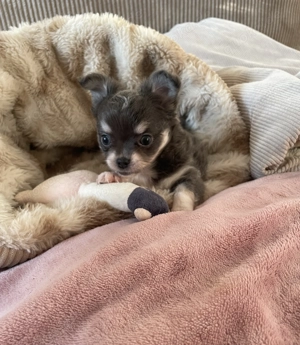Reinrassiger Chihuahua Welpe in Blue White Tan 
