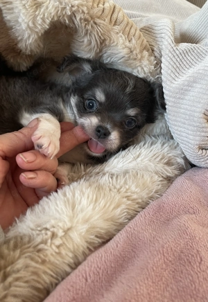 Reinrassiger Chihuahua Welpe in Blue White Tan 