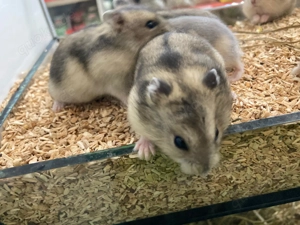 Junge Dsungarische Zwerghamster Phodopus sungorus wieder in Altötting eingtroffen 30,- 