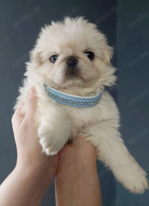 Bezaubernder altdeutscher Mopswelpe weiß (Fluffy) Mops Welpe (abgabebereit)