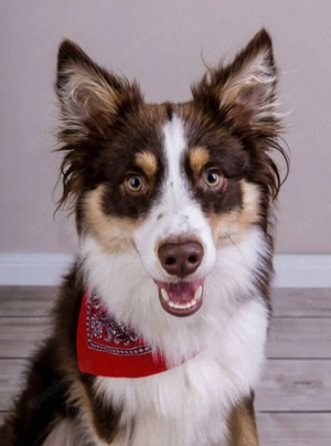 Border collie Deckrüde 