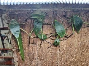 Wieder schöne Siliquofera grandis Riesenblattschrecken in Altötting eingetroffen 19,-  