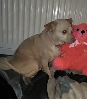 Mona, Minihund sucht neues Zuhause