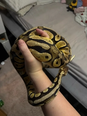 Königspython 0.1 Pastel 100% het Clown NZ. 2019