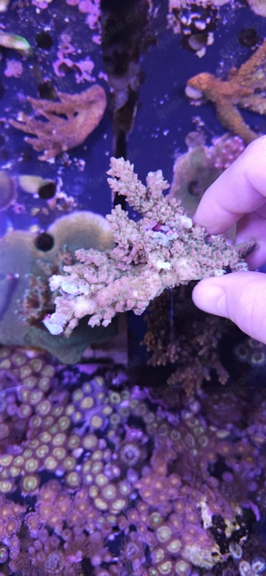 Bis zu 25%!!! Acropora, Euphyllia, Goniopora, LPS, SPS, Zoas, Korallen, Meerwasser Bild 10