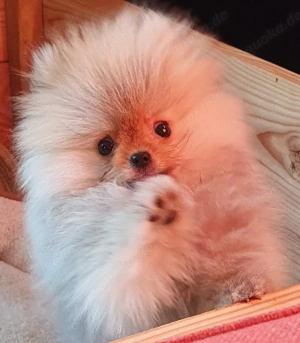 Reinrassige Pomeranian Zwergspitz Rüde Welpe Ganz besonders Unser Herr Nielson