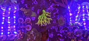 25% bis 25.01.! Euphyllia, Goniopora, LPS, SPS, Zoas, Korallen, Meerwasser