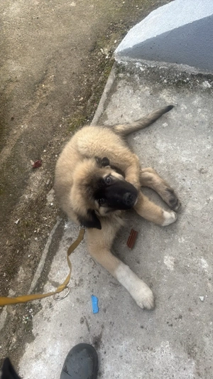 Kaukasischer Owtscharka mix Kangal Welpen 